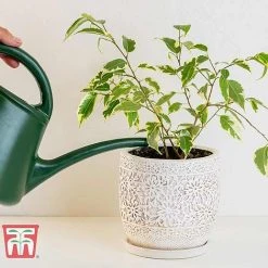 Ficus Benjamina -plant FIC WKB4845 B