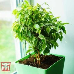 Ficus Benjamina -plant FIC WKB4845 E