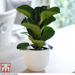 Easy Care Houseplant Collection 11 Easy Care Houseplant Collection -plant FIC kb1113 A1