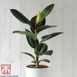House Plant Urban Jungle Collection -plant FICU TKA2911 A2