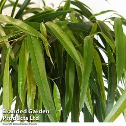 Ficus Binnendijkii 'Alii' Braided Stem In Hydro Pot -plant FICU ALIIBRAID T50773