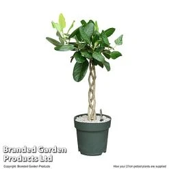 Ficus Benghalensis 'Audrey' Braided Stem In Hydro Pot -plant FICU AUDRE27CM T506451