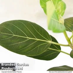 Ficus Benghalensis 'Audrey' Braided Stem In Hydro Pot -plant FICU AUDRE27CM T50767