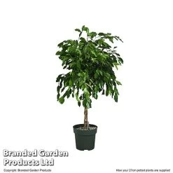 Ficus Benjamina 'Exotica' Braided Stem In Hydro Pot -plant FICU EXOTI27CM T506341
