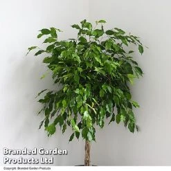 Ficus Benjamina 'Exotica' Braided Stem In Hydro Pot -plant FICU EXOTICABR T50618