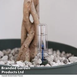 Ficus Benjamina 'Exotica' Braided Stem In Hydro Pot -plant FICU EXOTICABR T50621