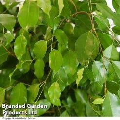 Ficus Benjamina 'Exotica' Braided Stem In Hydro Pot -plant FICU EXOTICABR T50755