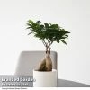 Ficus Microcarpa 'Ginseng'