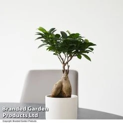 Ficus Microcarpa 'Ginseng'