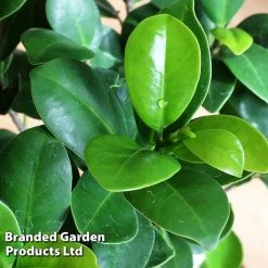 Ficus Microcarpa 'Ginseng' -plant FICU GINSENG W48353