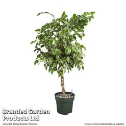 Ficus Benjamina 'Golden King' Braided Stem In Hydro Pot -plant FICU GOLDE27CM T506321