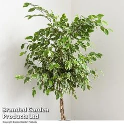 Ficus Benjamina 'Golden King' Braided Stem In Hydro Pot -plant FICU GOLDENKIN T50606