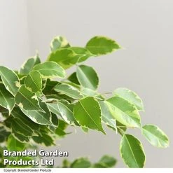 Ficus Benjamina 'Golden King' Braided Stem In Hydro Pot -plant FICU GOLDENKIN T50608