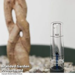 Ficus Benjamina 'Golden King' Braided Stem In Hydro Pot -plant FICU GOLDENKIN T50609