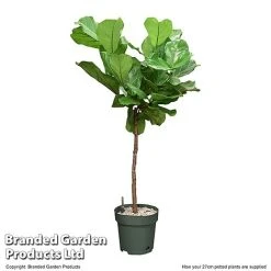 Ficus Lyrata In Hydro Pot -plant FICU LYRAT27CM T506401
