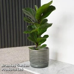 Ficus Lyrata (Fiddle Leaf Fig)