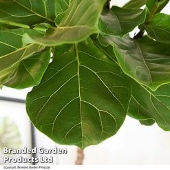 Ficus Lyrata In Hydro Pot -plant FICU LYRATA T50764