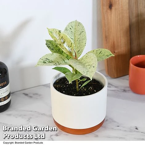 Ficus Elastica 'Shivereana' 1 Ficus Elastica 'Shivereana'