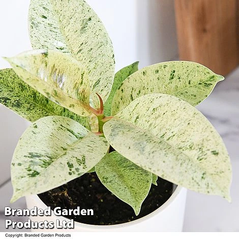 Ficus Elastica 'Shivereana' 2 Ficus Elastica 'Shivereana' - Image 2