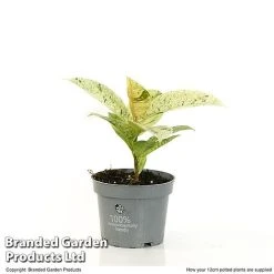 Ficus Elastica 'Shivereana' 6 Ficus Elastica 'Shivereana' -plant FICU SHIVE12CM T48343