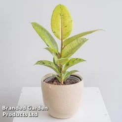 Ficus Elastica 'Shivereana' 7 Ficus Elastica 'Shivereana' -plant FICU SHIVEREAN W46019