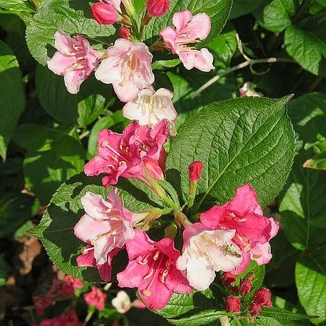Weigela Carnaval 1 Weigela Carnaval