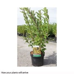 Forsythia X Intermedia 'Week-End' -plant FORS T66217 B h