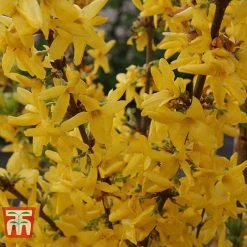 Forsythia X Intermedia 'Week-End' -plant FORS T66217 C