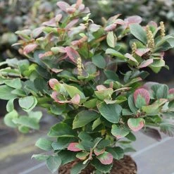 Fothergilla Major -plant FOTH T62045 A h