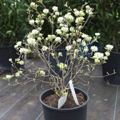 Fothergilla Major -plant FOTH T62045 B h