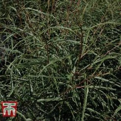 Rhamnus Frangula 'Asplenifolia' -plant FRAN T66222 C