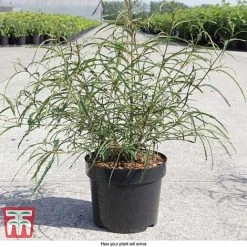 Rhamnus Frangula 'Asplenifolia' -plant FRAN T66222 D