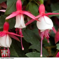 Fuchsia 'Alice Hoffman' (Hardy)
