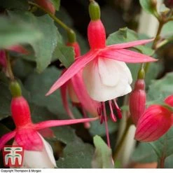 Fuchsia 'Alice Hoffman' (Hardy) -plant FUCH KA9929 C