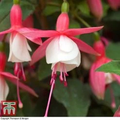 Fuchsia 'Alice Hoffman' (Hardy) -plant FUCH KA9929 D