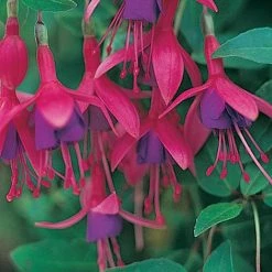 Fuchsia 'Tom Thumb' (Hardy) -plant FUCH T57754 A h
