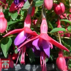 Fuchsia 'Tom Thumb' (Hardy) -plant FUCH T57754 B