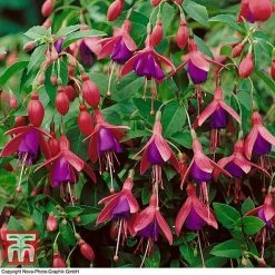 Fuchsia 'Tom Thumb' (Hardy) -plant FUCH T57754 D