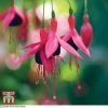 Fuchsia 'Riccartonii' (Hardy)