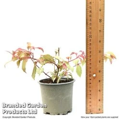 Fuchsia 'Tom Thumb' (Hardy) -plant FUCH TOMTH10CM T49944