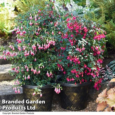 Fuchsia Whip Trio 2 Fuchsia Whip Trio - Image 2