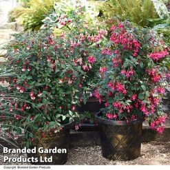 Fuchsia Whip Trio 8 Fuchsia Whip Trio -plant FUCH WHIPCOLL T41436