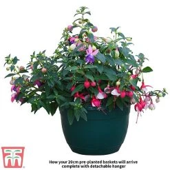Fuchsia Trailing Pre-Planted Basket -plant Fuchsia