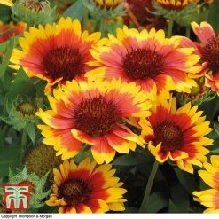 Gaillardia Aristata 'Arizona Sun' 10 Gaillardia Aristata 'Arizona Sun' -plant GAIL T64144 B