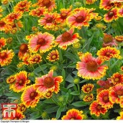 Gaillardia Aristata 'Arizona Sun' 8 Gaillardia Aristata 'Arizona Sun' -plant GAIL T64144 C