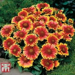 Gaillardia Aristata 'Arizona Sun' 11 Gaillardia Aristata 'Arizona Sun' -plant GAIL T64144 D