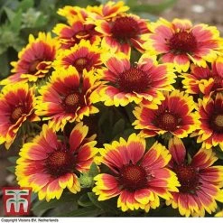 Gaillardia Aristata 'Arizona Sun' 9 Gaillardia Aristata 'Arizona Sun' -plant GAIL T64144 E