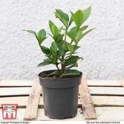 Gardenia 'Crown Jewels' -plant GARD P94550 D1