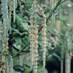 Garrya Elliptica -plant GARR T44294 A h