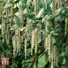 Garrya Elliptica